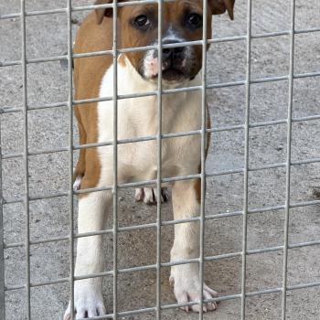 chien Staffordshire bull terrier Beowulf Niños du clan de sparte Du clan de Sparte