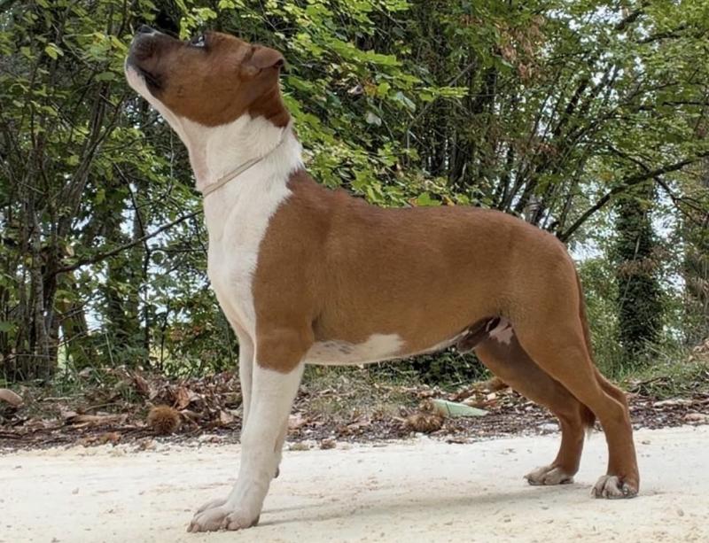 Beowulf Niños du clan de sparte Du clan de Sparte Mâle Staffordshire bull terrier