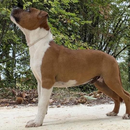 chien Staffordshire bull terrier Beowulf Niños du clan de sparte Du clan de Sparte