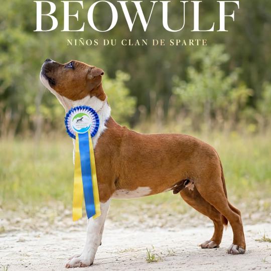 chien Staffordshire bull terrier Beowulf Niños du clan de sparte Du clan de Sparte