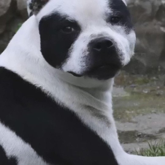 Drinking bout Mâle Staffordshire bull terrier