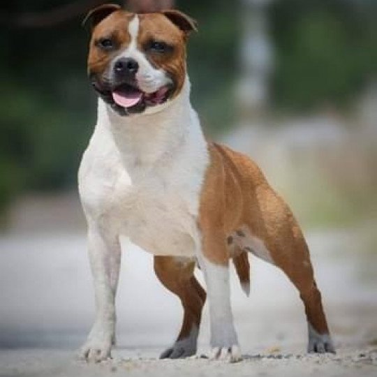 Once upon a time Mâle Staffordshire bull terrier