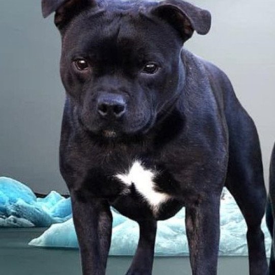 Panchito Pistoles Mâle Staffordshire bull terrier
