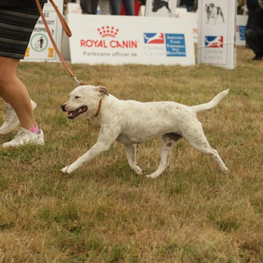 Poppée Femelle Staffordshire bull terrier