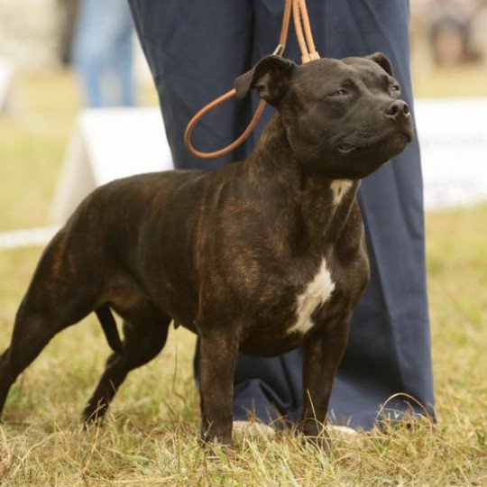chien Staffordshire bull terrier Noir bringée pan. Blanc Sky Du clan de Sparte