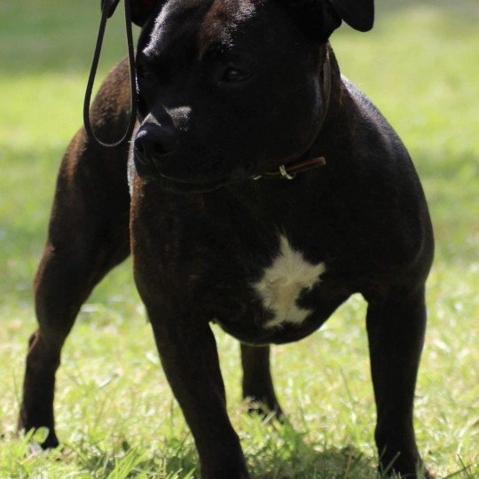 chien Staffordshire bull terrier Sky Du clan de Sparte
