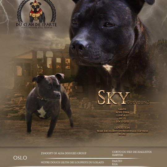 chien Staffordshire bull terrier Noir bringée pan. Blanc Sky Du clan de Sparte