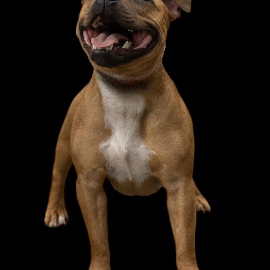 Lalie ´s ninos Unshakable Lady Danbury Femelle Staffordshire bull terrier