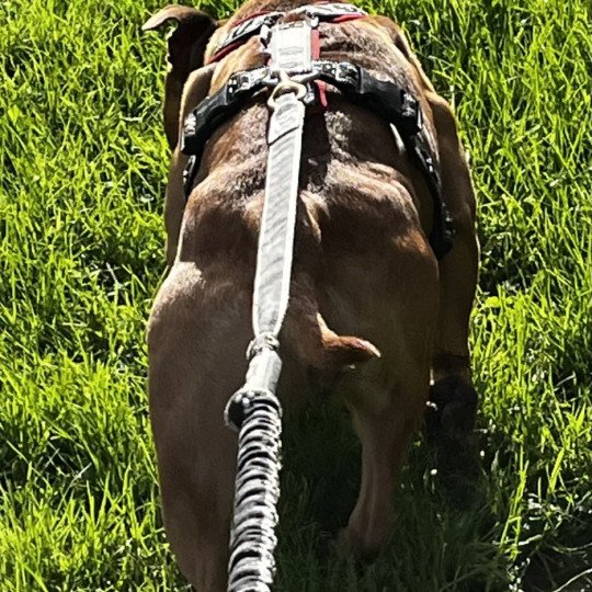 chien Staffordshire bull terrier Unshakable Lady Danbury Du clan de Sparte