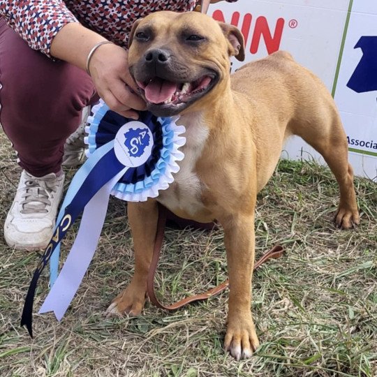 Lalie ´s ninos Unshakable Lady Danbury Femelle Staffordshire bull terrier