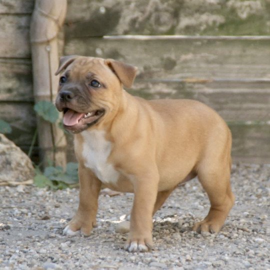 chien Staffordshire bull terrier Unabashed Lady Danbury Du clan de Sparte