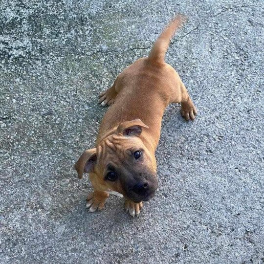 chien Staffordshire bull terrier Unabashed Lady Danbury Du clan de Sparte