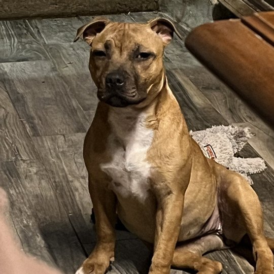 chien Staffordshire bull terrier Unabashed Lady Danbury Du clan de Sparte