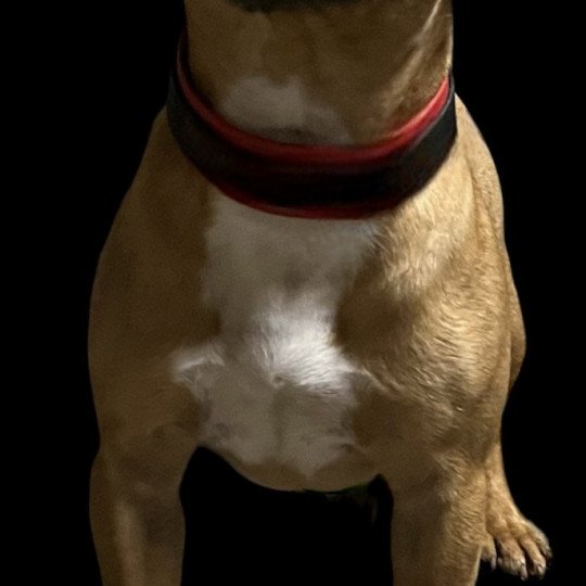 chien Staffordshire bull terrier Unabashed Lady Danbury Du clan de Sparte