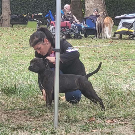 chien Staffordshire bull terrier Uness Du clan de Sparte