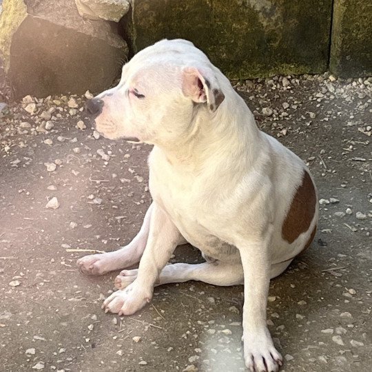 chien Staffordshire bull terrier Pie rouge USS Enterprise Du clan de Sparte