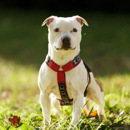 chien Staffordshire bull terrier Pie rouge USS Enterprise Du clan de Sparte