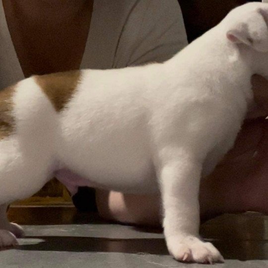 chien Staffordshire bull terrier USS Enterprise Du clan de Sparte