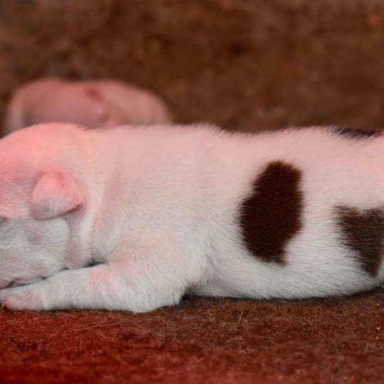 chien Staffordshire bull terrier USS Enterprise Du clan de Sparte