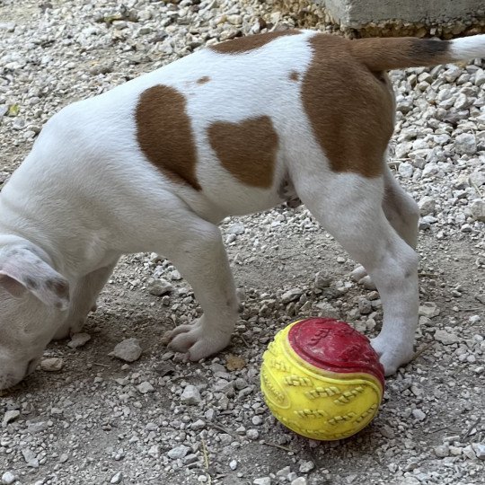 chien Staffordshire bull terrier USS Enterprise Du clan de Sparte