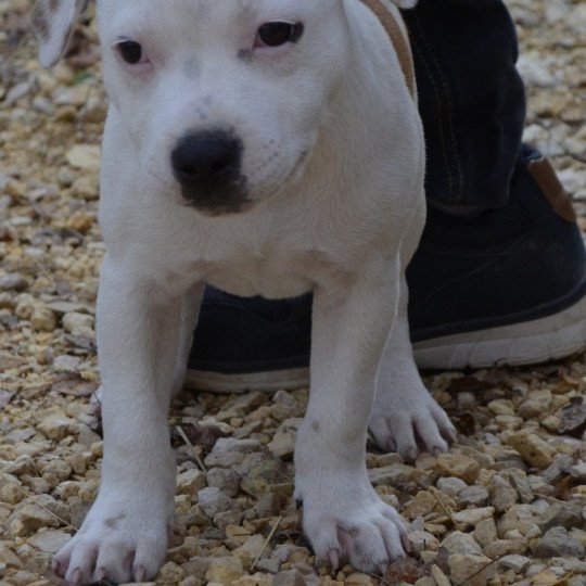 chien Staffordshire bull terrier Pie rouge USS Enterprise Du clan de Sparte