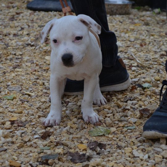 chien Staffordshire bull terrier Pie rouge USS Enterprise Du clan de Sparte