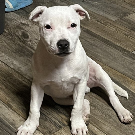 chien Staffordshire bull terrier Pie rouge USS Enterprise Du clan de Sparte