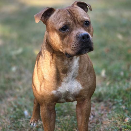 Vikingr Björn Jarnisda Mâle Staffordshire bull terrier