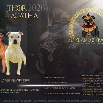 Mariage Agatha ❤ Thor